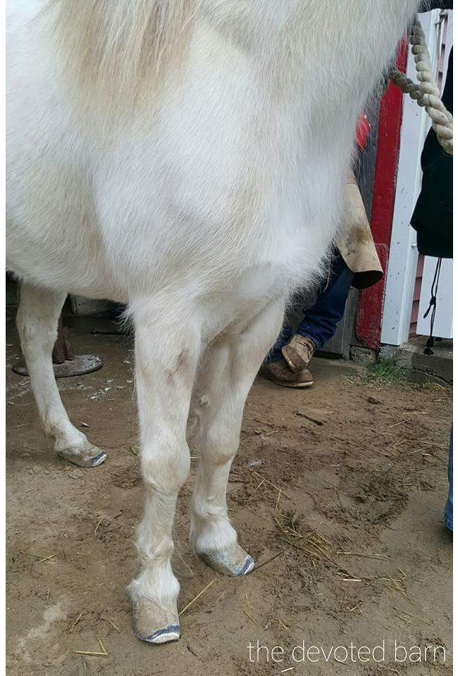 Emma and her hooves Emma the horse