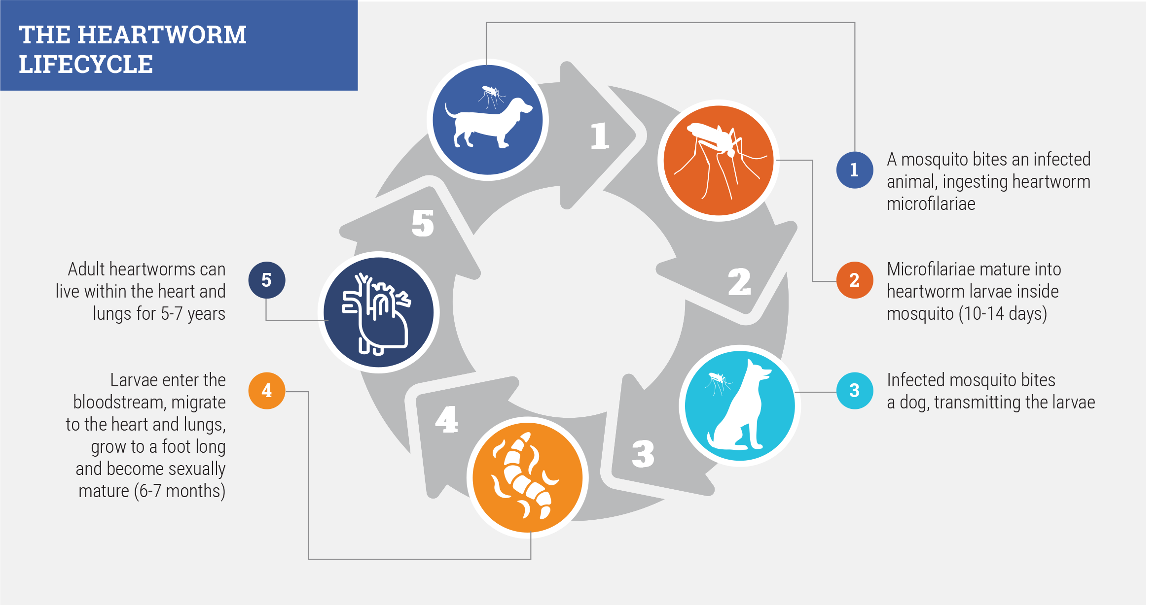 Heartworm Lifecycle image heart worm lifecycle