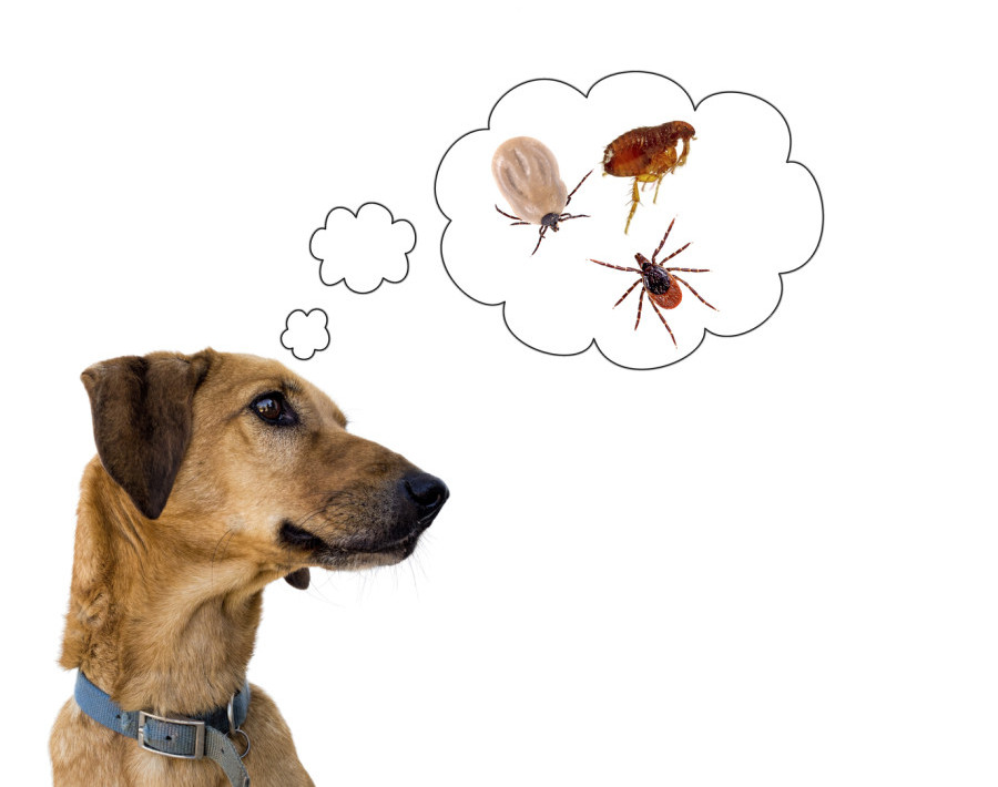 Dog health risk, ticks and flea. Disease carrier, protection. dog thinking about ticks