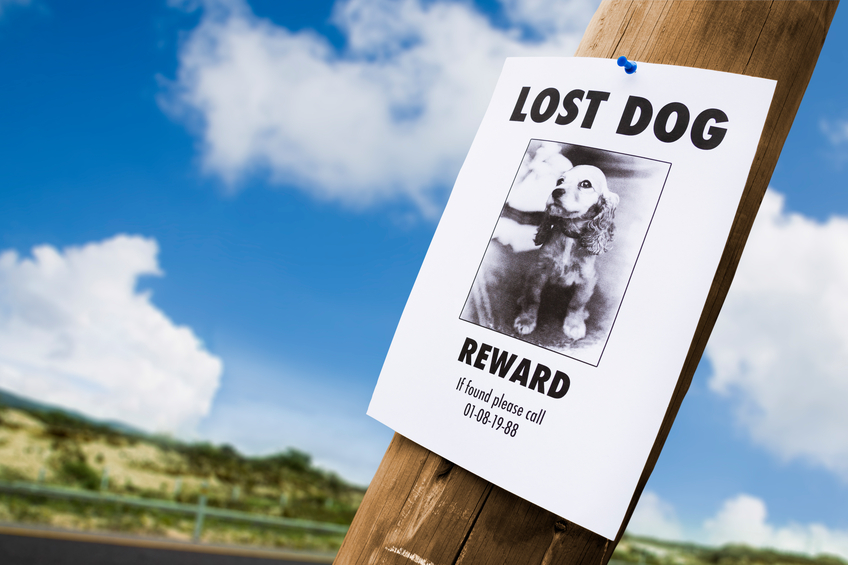 What Do You Do If Your Pet Is Lost?