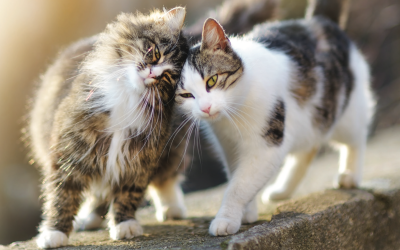 Adopting a Cat at the Humane Society of Macomb