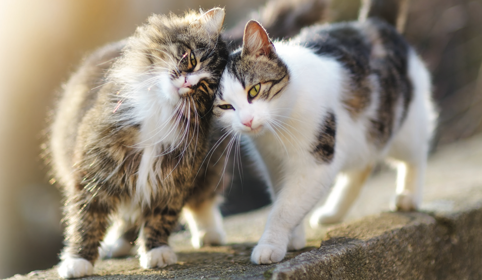 TNR Training Class cats hugging