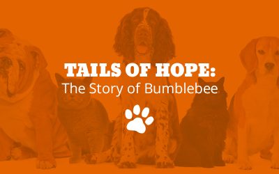 Tails of Hope: The Story of Bumblebee