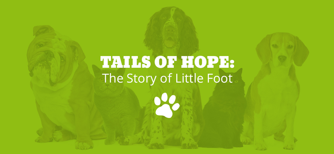 Tails of Hope: The Story of Little Foot