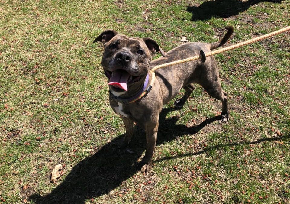 Humane Society of Macomb’s Adventure Dogs Program