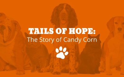 Tails of Hope: The Story of Candy Corn