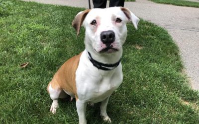 Giving Some Dogs a Second Chance