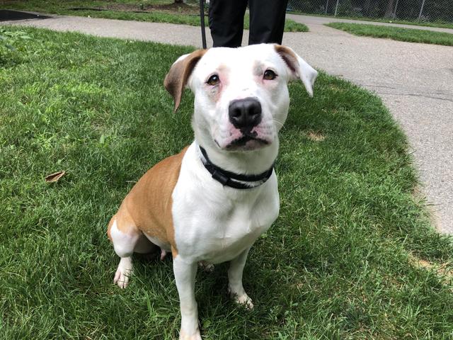 Giving Some Dogs a Second Chance