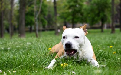 Why Are Dogs Obsessed with Eating Grass? Reason 3 May Surprise You