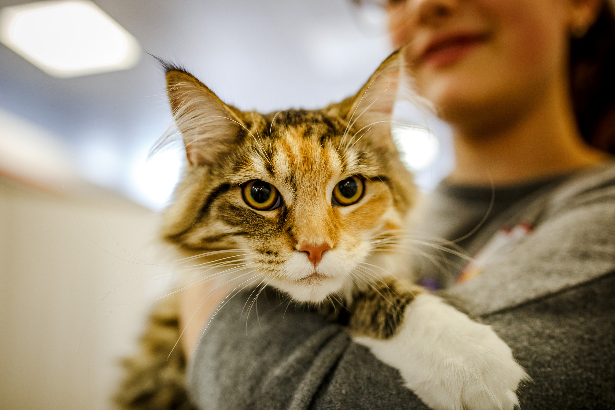 Afraid homeless alone cat with frightened look, lying on cage in shelter waiting for home, for someone to adopt him. Hand of volunteer tries to calm and support kitten, caressing