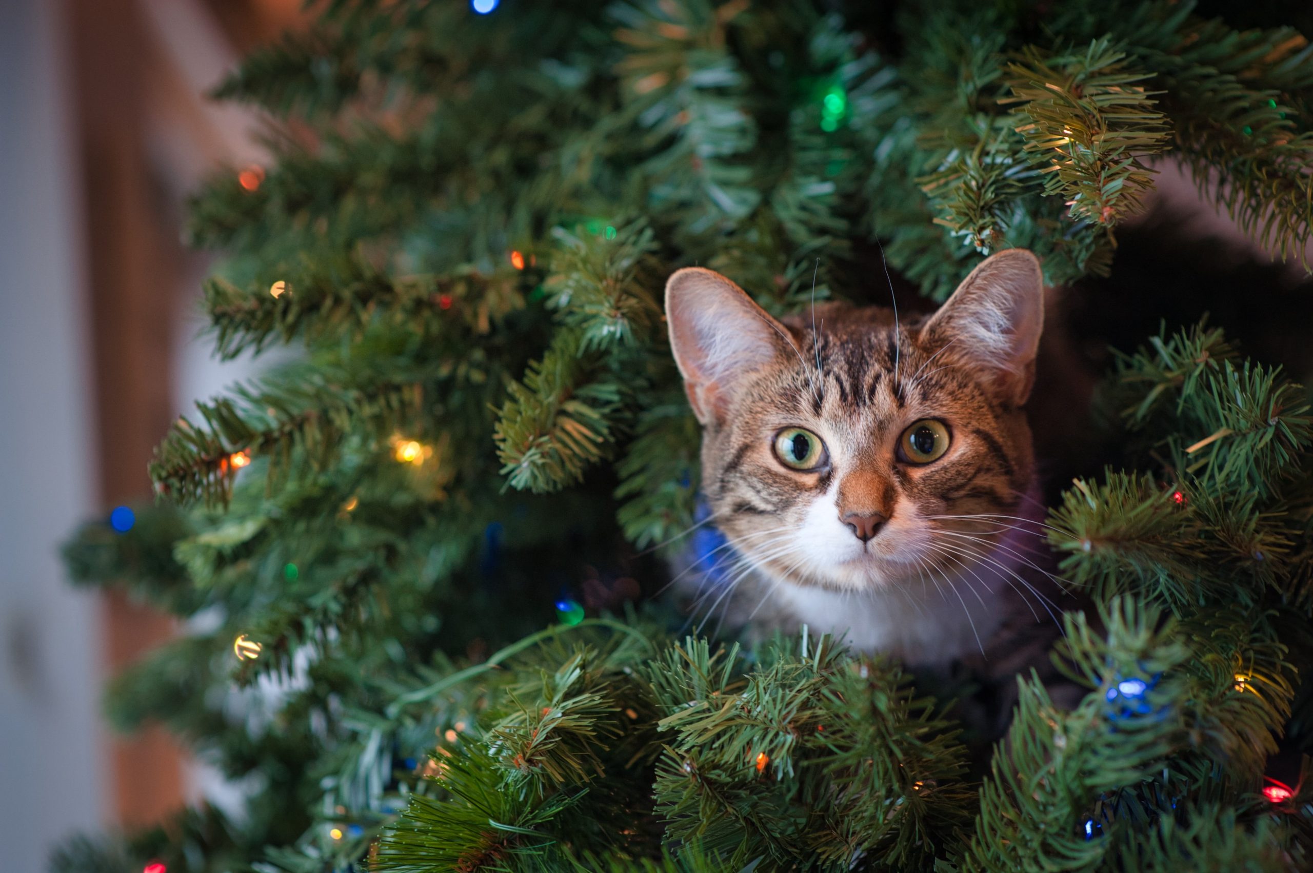 holiday cat- unsplash 2019 1206