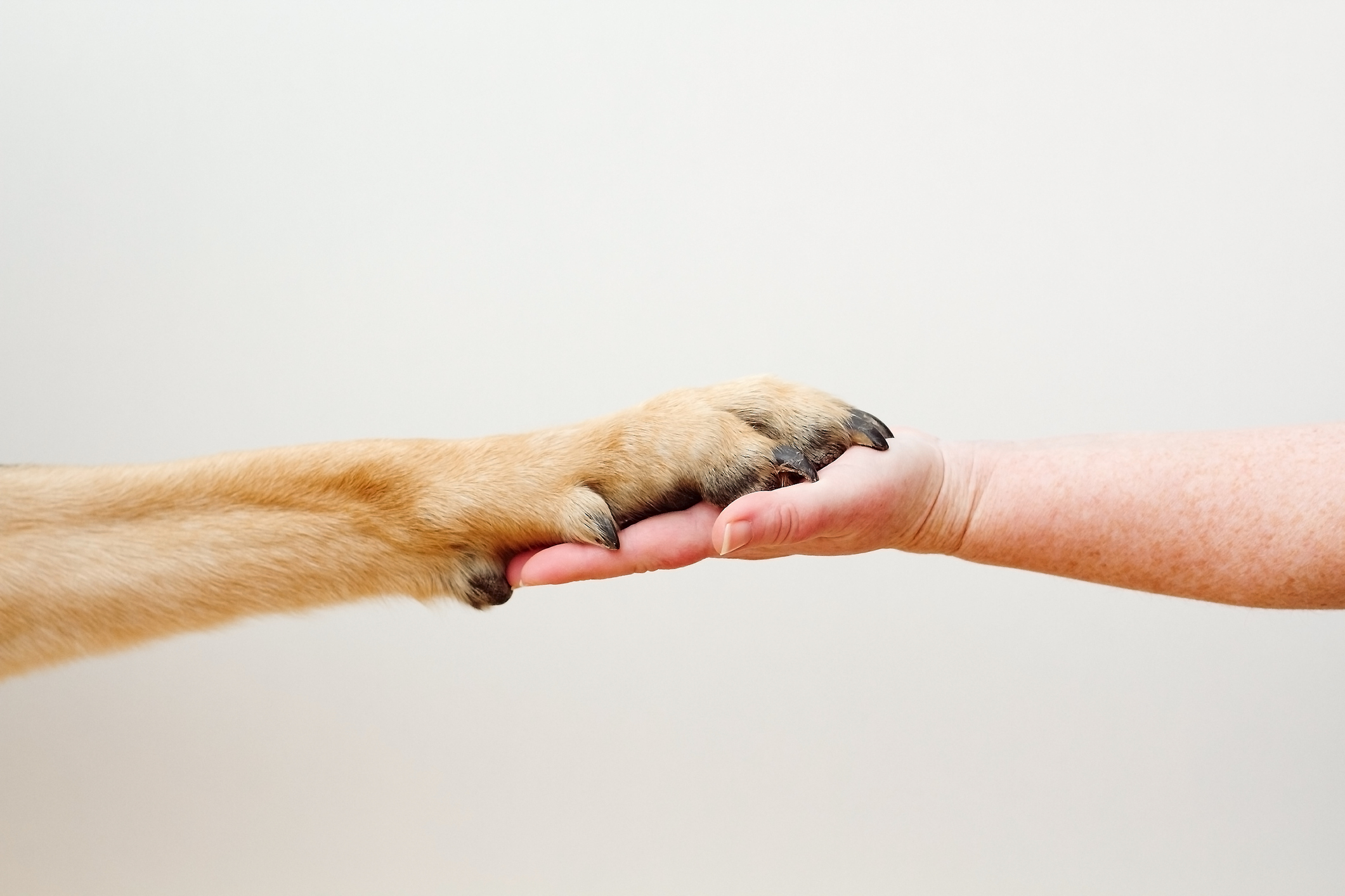 hand and paw white background dog paw and human hand touching
