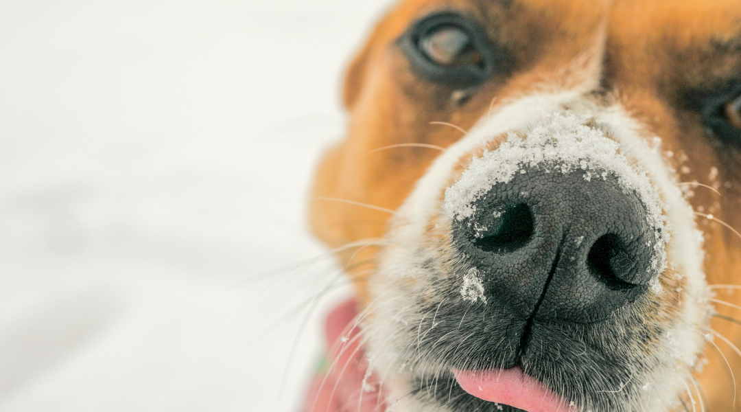 Meet Our March Humane Heroes of the Month