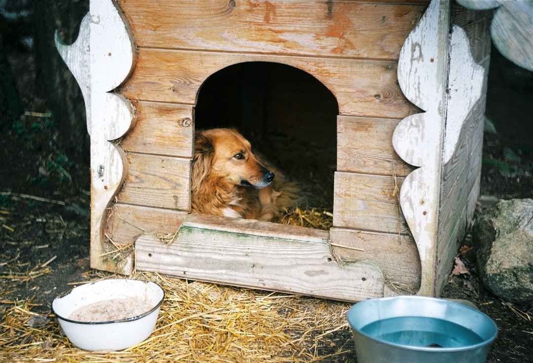 image-1 brown dog inside dog house outside
