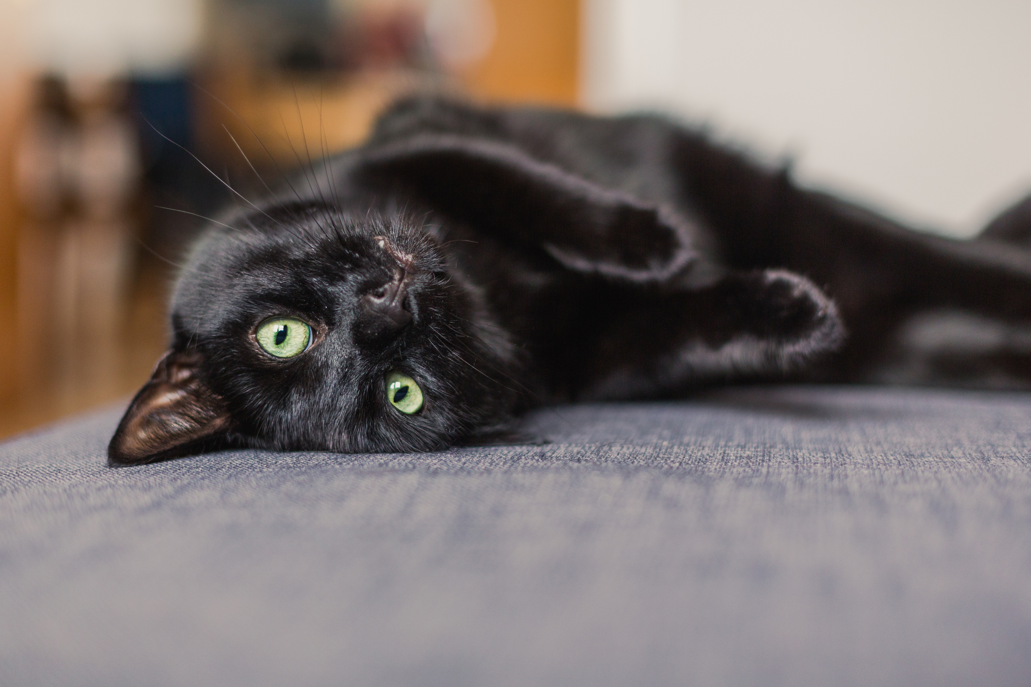 black cat chilling on a gray sofa at home Black Cat laying on gray sofa looking up at camera