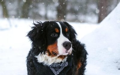 Preparing Your Pet for Winter