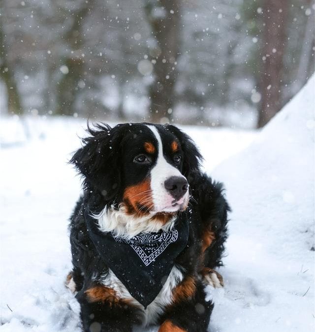 Preparing Your Pet for Winter