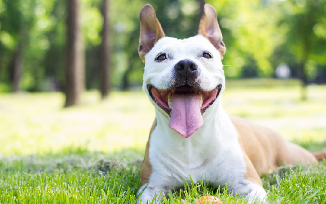 Meet Our September Humane Heroes of the Month: Denise and Dwayne Mento