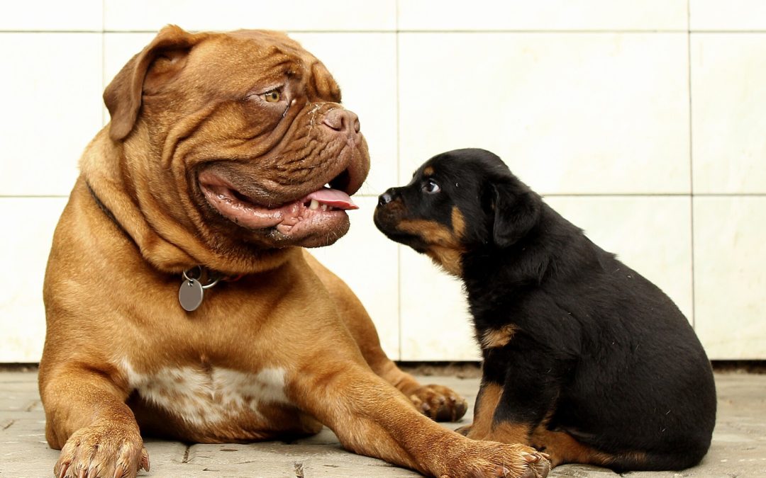 Pet Safety: A Pet Owners Guide for a Happy Holiday Season