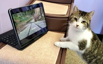 Answer Your Cat’s Questions Day