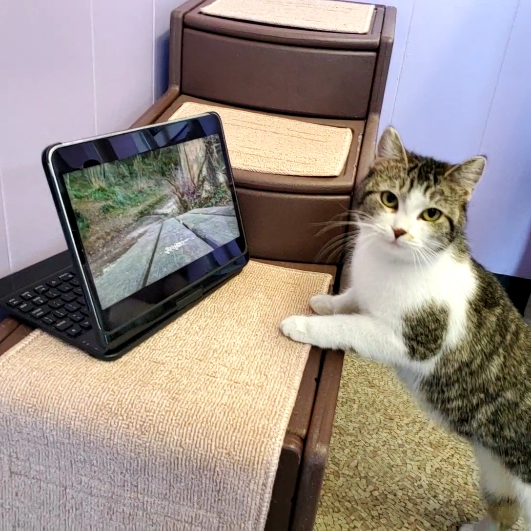 Jazz the cat sits patiently for you to answer his questions on National Answer Your Cat's Questions Day
