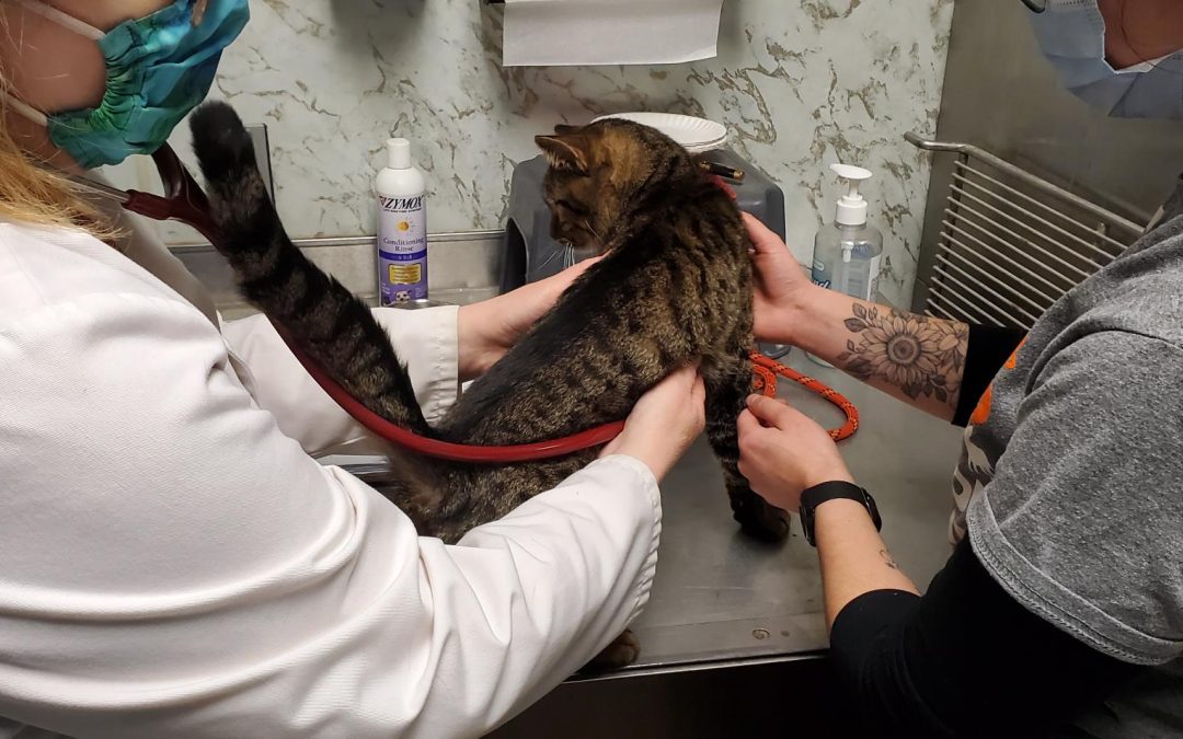 February is Cancer Prevention Month—Include Your Pets!