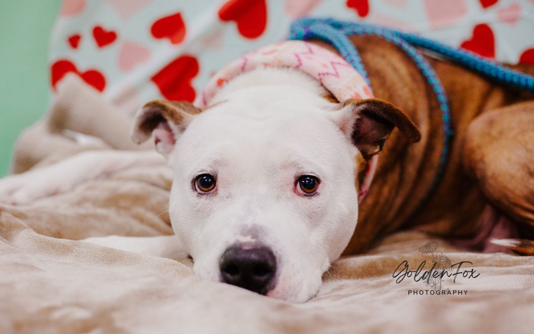 Meet These Paws-itively Amazing Valentines