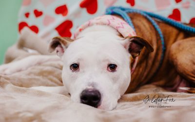 Meet These Paws-itively Amazing Valentines