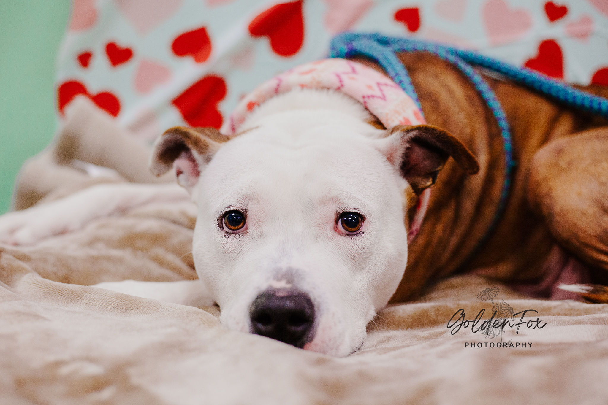 Lady loves to snuggle!