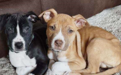 Happy National Puppy Day! 