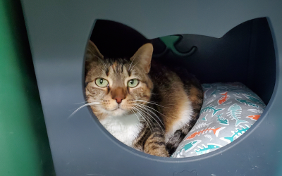 It’s Respect Your Cat Day!