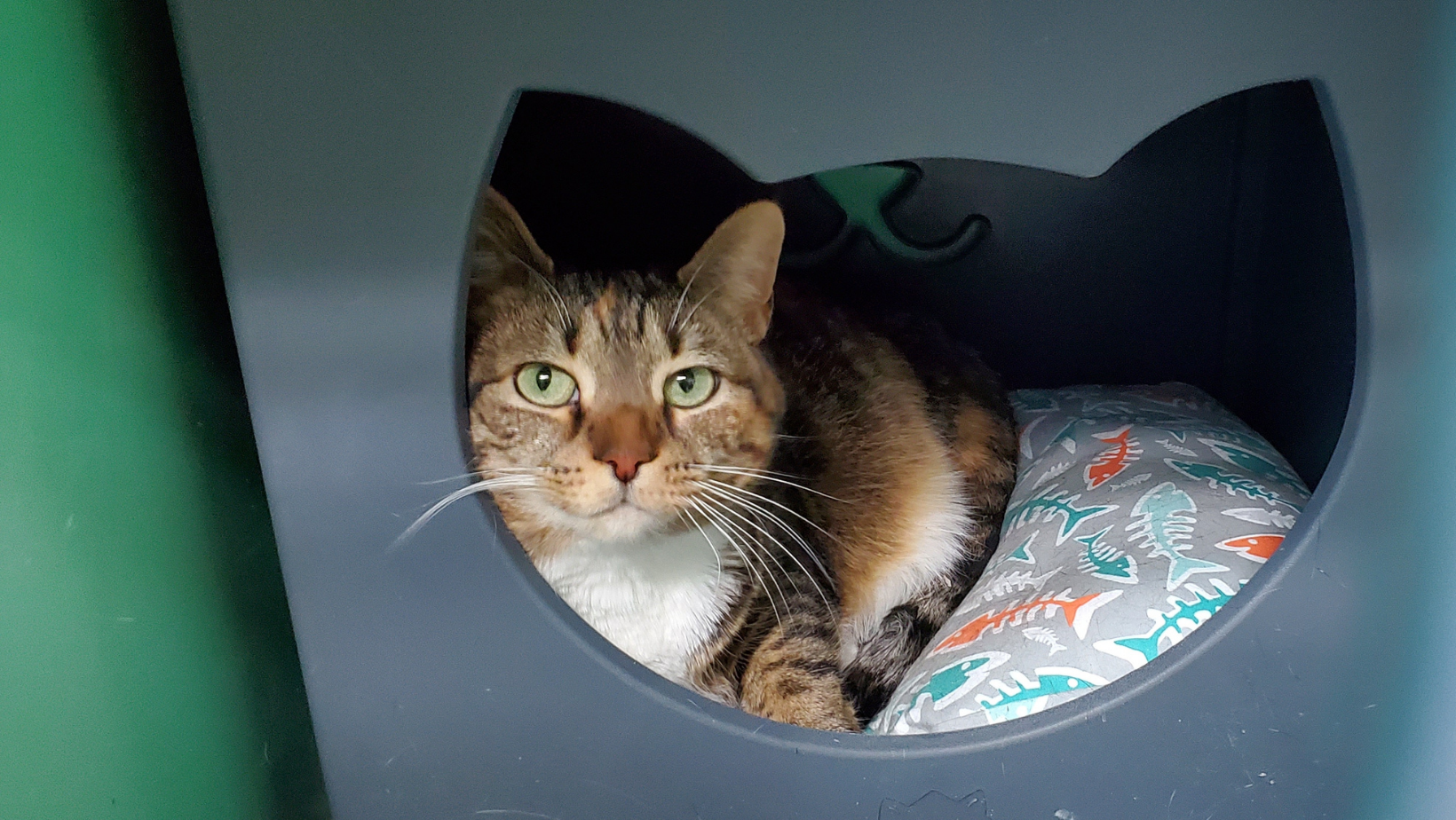 Respect your cat today and everyday of the week!