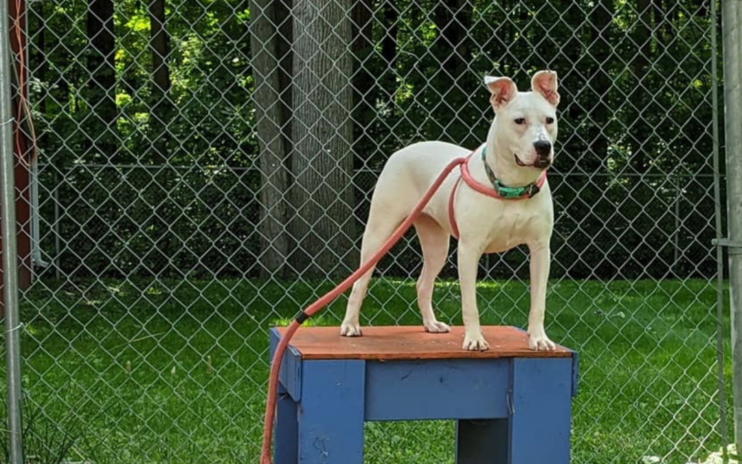 Canine Fitness Month 