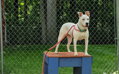 Canine Fitness Month 