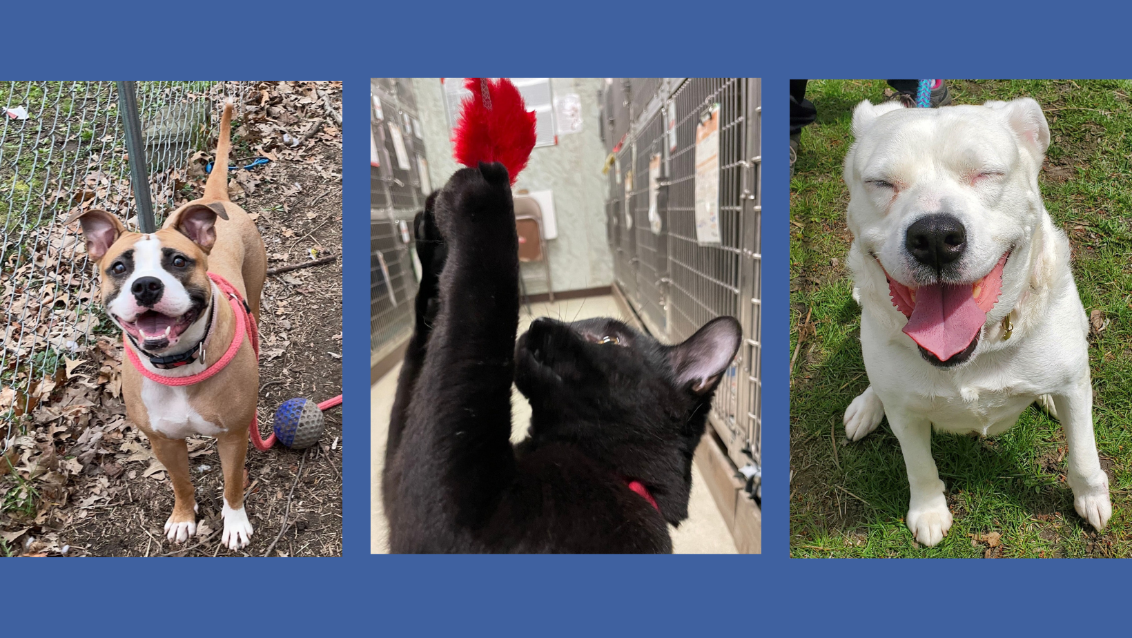 HSM_Empty_Shelters_Blog Empty the Shelters Adoption Event