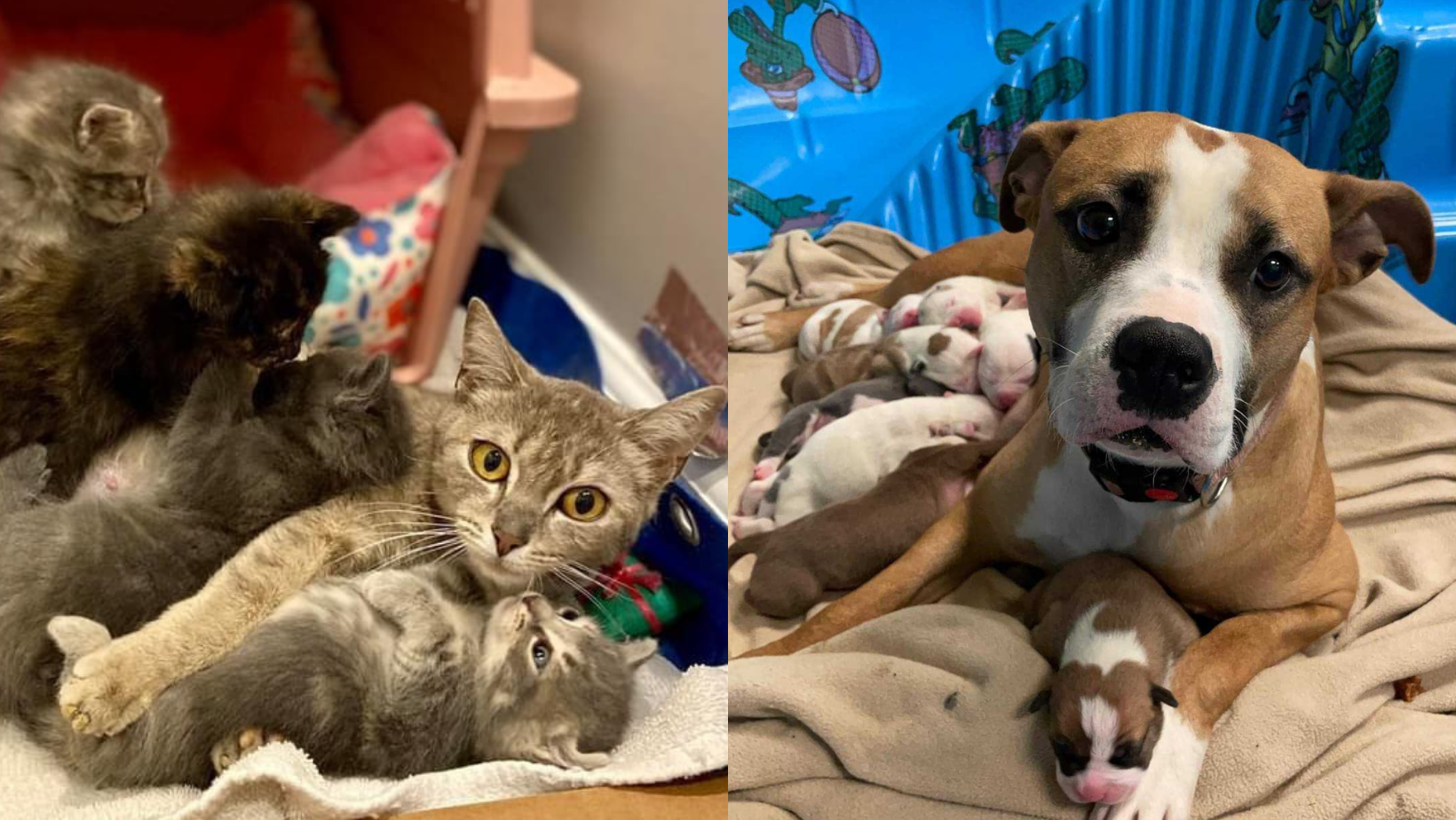 Mothers Day Cover Mother's Day at the shelter, featuring Chrysanthemum and Miley