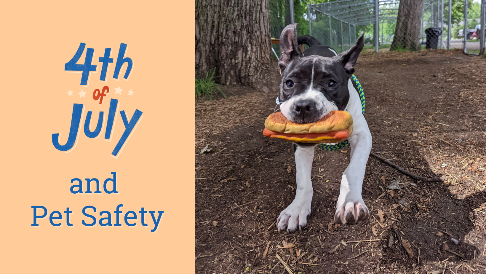 HSOM_4th_July 4th of July and pet safety