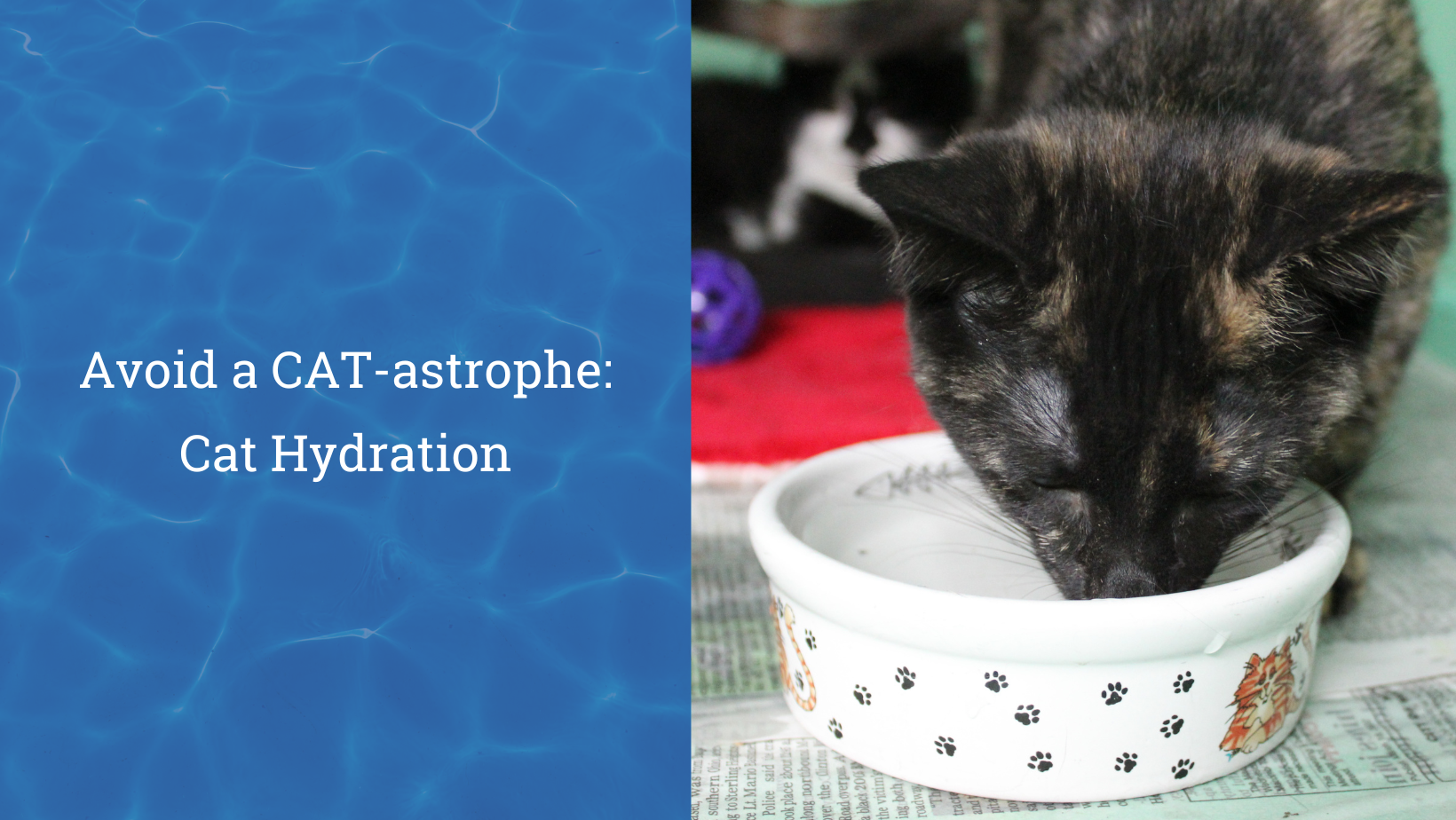 Cat hydration tips to avoid a CAT-astrope