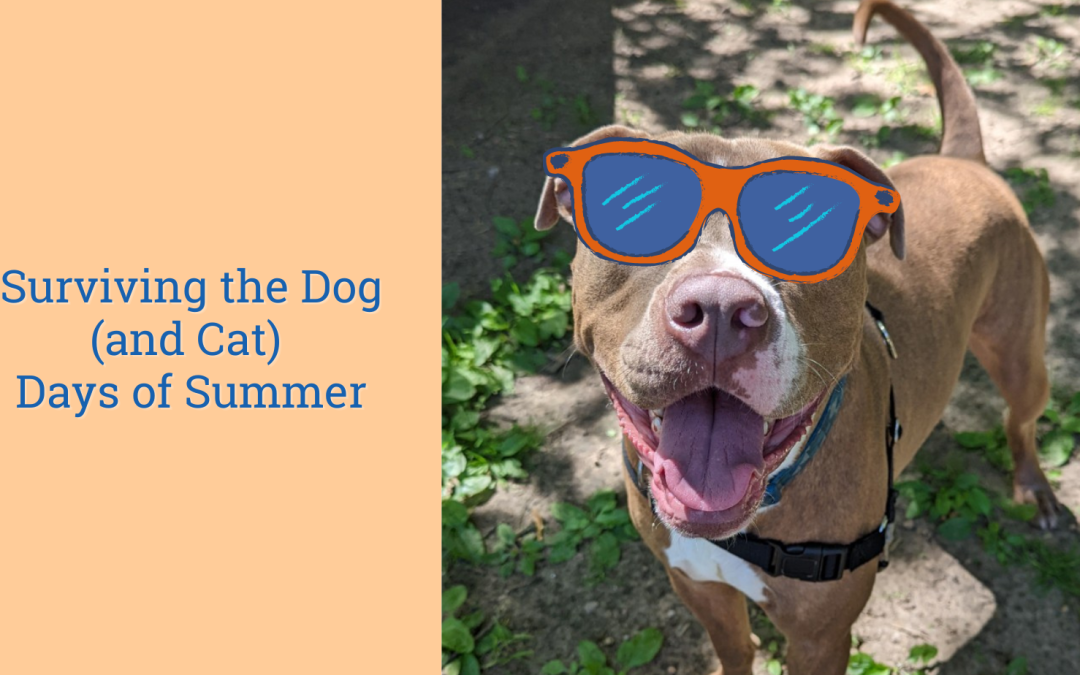 Surviving the Dog (and Cat) Days of Summer 