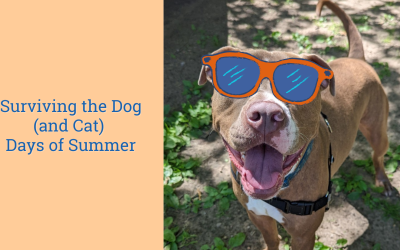 Surviving the Dog (and Cat) Days of Summer 