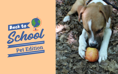 Back to School: Pet Edition 