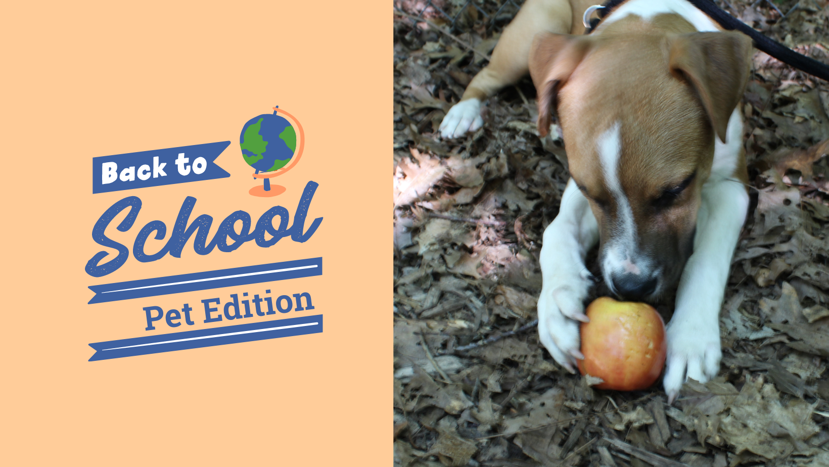 Rocky Doodle Dandy is here to give you some back to school tips!