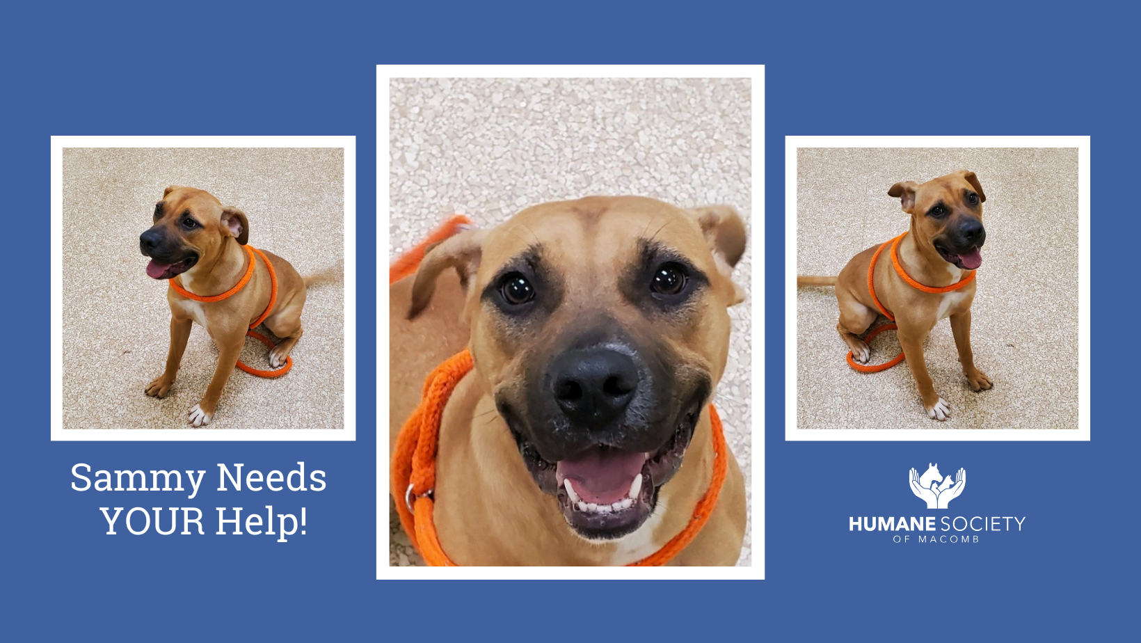 Sammy needs YOUR help!