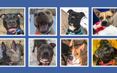 Our Long-Term Stays Need YOUR Help!