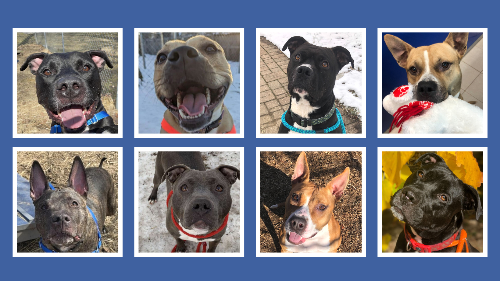 We hope you’re ready to have your heart melted, because this blog features the loveable long-term stays who would LOVE a FURever home!