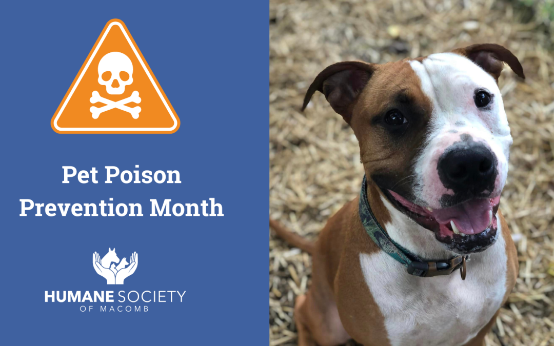 Pet Poison Prevention Month