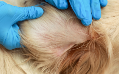 This One Dog Issue Really Makes Us Tick