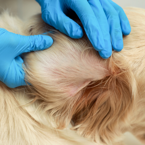 This One Dog Issue Really Makes Us Tick