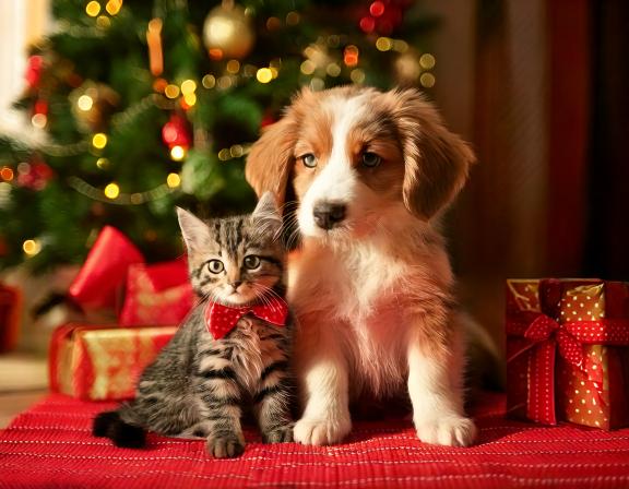 Why Pets Don’t Belong Under the Tree